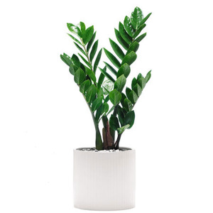 Zamioculcas med kruka