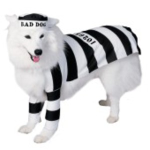 Tuff fånge-dräkt för hunden
