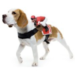 Jockey-sele för hunden